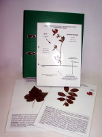 Гербарий к курсу основ общей биологии (20 листов) (лам.) формат А-4 - «globural.ru» - Махачкала