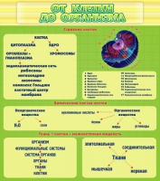 Стенд "От клетки до организма" - «globural.ru» - Махачкала