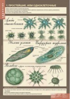 Биология 7 класс. Животные (комплект таблиц) - «globural.ru» - Махачкала