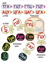 Модель-аппликация Биосинтез белка - «globural.ru» - Махачкала