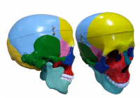 Модель "Череп" (с раскрашенными костями) - «globural.ru» - Махачкала