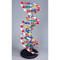 Модель "Структура ДНК" разборная - «globural.ru» - Махачкала