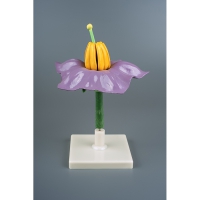 Модель "Цветок картофеля" - «globural.ru» - Махачкала