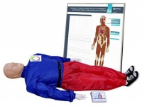 5.1 Тренажер-манекен взрослого пострадавшего "Александр-01" для отработки приемов сердечно-легочной реанимации (голова, туловище, конечности) с контроллером и настенным табло - «globural.ru» - Махачкала