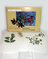 Гербарий Деревья и кустарники (20 видов) - «globural.ru» - Махачкала