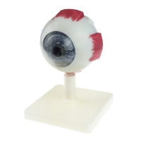 Модель "Глаз человека" (лабораторная) - «globural.ru» - Махачкала