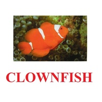 "Fish" ("Рыбы") английские карточки Домана - «globural.ru» - Махачкала