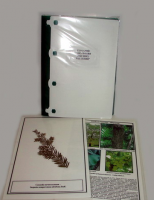 Гербарий "Эволюция высших растений" - «globural.ru» - Махачкала