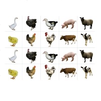 Комплект карточек. Серия наглядных пособий "Запоминай, играй, считай". Домашние животные - «globural.ru» - Махачкала