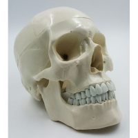 Модель "Череп" (белый) - «globural.ru» - Махачкала