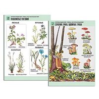 Комплект таблиц для начальной школы "Окружающий мир. Грибы. Растительный мир" - «globural.ru» - Махачкала