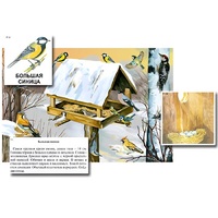 Магнитный плакат-аппликация "Биоразнообразие и экологические группы. Птицы зимой" - «globural.ru» - Махачкала