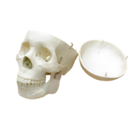 Модель "Череп человека" - «globural.ru» - Махачкала