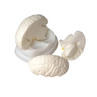 Модель мозга в разрезе - «globural.ru» - Махачкала