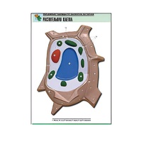 Рельефная таблица "Растительная клетка" (формат А1, матовое ламинир.) - «globural.ru» - Махачкала