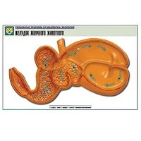 Рельефная таблица "Желудок жвачного животного" (формат А1, матовое ламинир.) - «globural.ru» - Махачкала