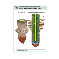 Рельефная таблица "Внешнее и внутреннее строение корня" (формат А1, матовое ламинир.) - «globural.ru» - Махачкала