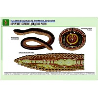 Рельефная таблица "Внутреннее строение дождевого червя" (формат А1, матовое ламинир.) - «globural.ru» - Махачкала