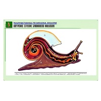 Рельефная таблица "Внутреннее строение брюхоногого моллюска" (формат А1, матовое ламинир.) - «globural.ru» - Махачкала