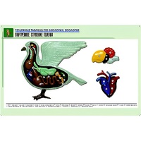 Рельефная таблица "Внутреннее строение голубя" (формат А1, матовое ламинир.) - «globural.ru» - Махачкала