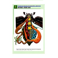 Рельефная таблица "Внутреннее строение жука" (формат А1, матовое ламинир.) - «globural.ru» - Махачкала