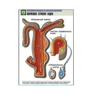 Рельефная таблица "Внутреннее строение гидры" (формат А1, матовое ламинир.) - «globural.ru» - Махачкала