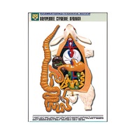 Рельефная таблица "Внутреннее строение кролика" (формат А1, матовое ламинир.) - «globural.ru» - Махачкала