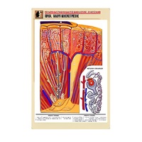 Рельефная таблица "Почка. Макро-микростроение" - «globural.ru» - Махачкала