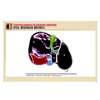 Рельефная таблица "Печень. Висцеральная поверхность" (формат А1, матовое ламинир.) - «globural.ru» - Махачкала