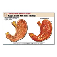 Рельефная таблица "Желудок. Внешняя и внутренняя поверхности" (формат А1, матовое ламинир.) - «globural.ru» - Махачкала