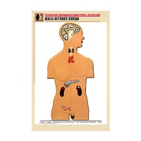 Рельефная таблица "Железы внутренней секреции" (формат А1, матовое ламинир.) - «globural.ru» - Махачкала