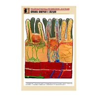 Рельефная таблица "Ворсинка кишечная с сосудом" (формат А1, матовое ламинир.) - «globural.ru» - Махачкала