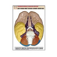 Рельефная таблица "Доли и извилины нижней поверхности полушарий головного мозга" - «globural.ru» - Махачкала