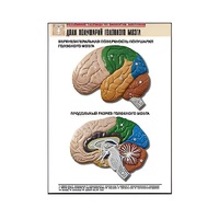 Рельефная таблица "Доли полушарий головного мозга" - «globural.ru» - Махачкала