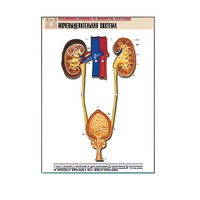 Рельефная таблица "Мочевыделительная система" (формат А1, матовое ламинир.) - «globural.ru» - Махачкала