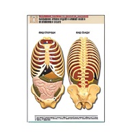 Рельефная таблица "Расположение органов грудной и брюшной полостей по отношению к скелету"(формат А1, лам.) - «globural.ru» - Махачкала