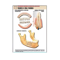 Рельефная таблица "Челюсти и зубы человека" (формат А1, матовое ламинир.) - «globural.ru» - Махачкала