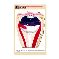 Рельефная таблица "Глаз. Строение" (формат А1, матовое ламинир.) - «globural.ru» - Махачкала