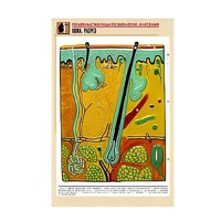 Рельефная таблица "Кожа. Разрез" (формат А1, матовое ламинир.) - «globural.ru» - Махачкала