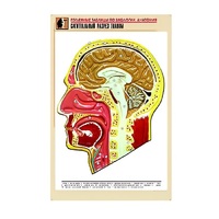 Рельефная таблица "Сагиттальный разрез головы" (формат А1, матовое ламинир.) - «globural.ru» - Махачкала