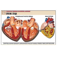 Рельефная таблица "Строение сердца" (формат А1, матовое ламинир.) - «globural.ru» - Махачкала