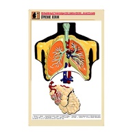 Рельефная таблица "Строение легких" (формат А1, матовое ламинир.) - «globural.ru» - Махачкала