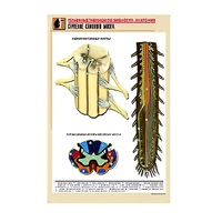 Рельефная таблица "Строение спинного мозга " (формат А1, матовое ламинир.) - «globural.ru» - Махачкала