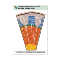 Рельефная таблица "Клеточное строение стебля" (формат А1, матовое ламинир.) - «globural.ru» - Махачкала