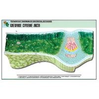 Рельефная таблица "Клеточное строение листа" (формат А1, матовое ламинир.) - «globural.ru» - Махачкала