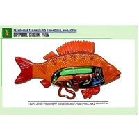 Рельефная таблица "Внутреннее строение рыбы" (формат А1, матовое ламинир.) - «globural.ru» - Махачкала