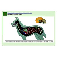 Рельефная таблица "Внутреннее строение собаки" (формат А1, матовое ламинир.) - «globural.ru» - Махачкала