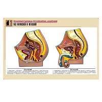Рельефная таблица "Таз мужской и женский" (формат А1, матовое ламинир.) - «globural.ru» - Махачкала