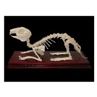 Скелет кролика - «globural.ru» - Махачкала