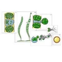 Модель-аппликация "Размножение многоклеточной водоросли" (ламинированная) - «globural.ru» - Махачкала